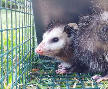 get rid of opossums