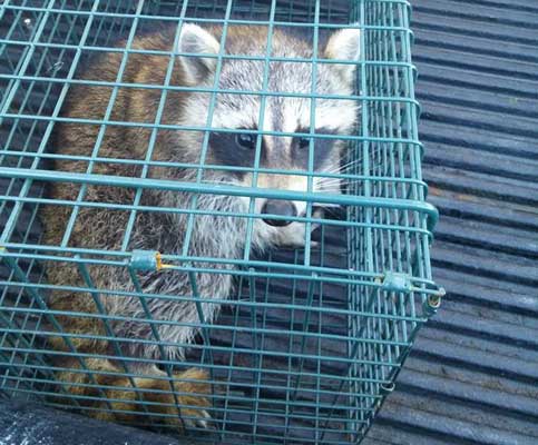 getting rid of raccoons