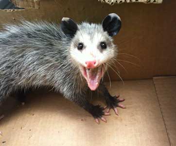 how to trap opossum