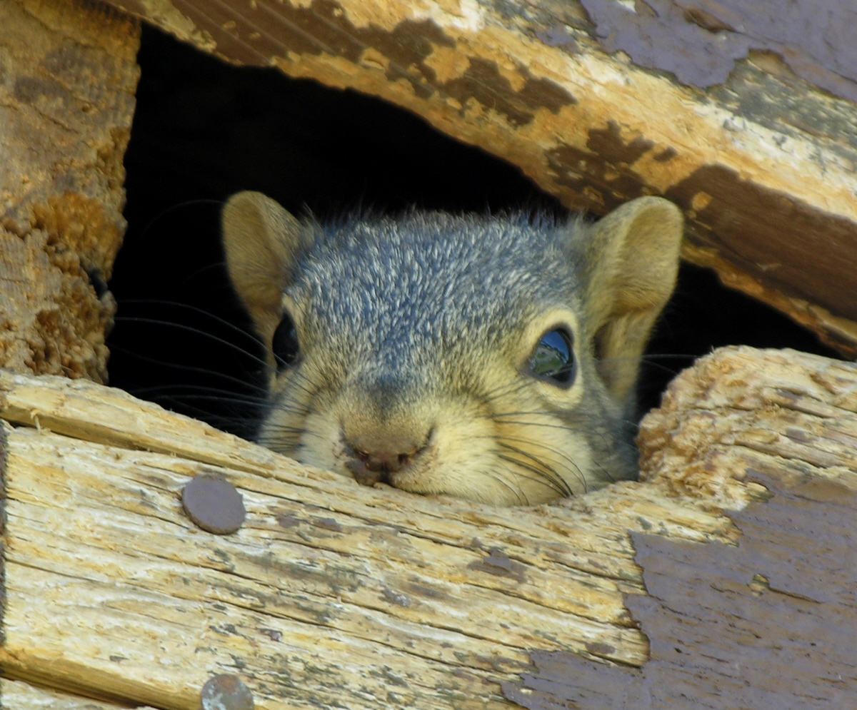 squirrel removal